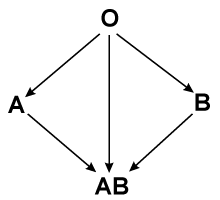 Transfusieschema | MBO Verpleegkunde